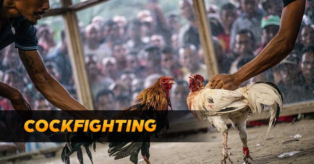 Experience the Excitement of Online Cockfighting with MNL777