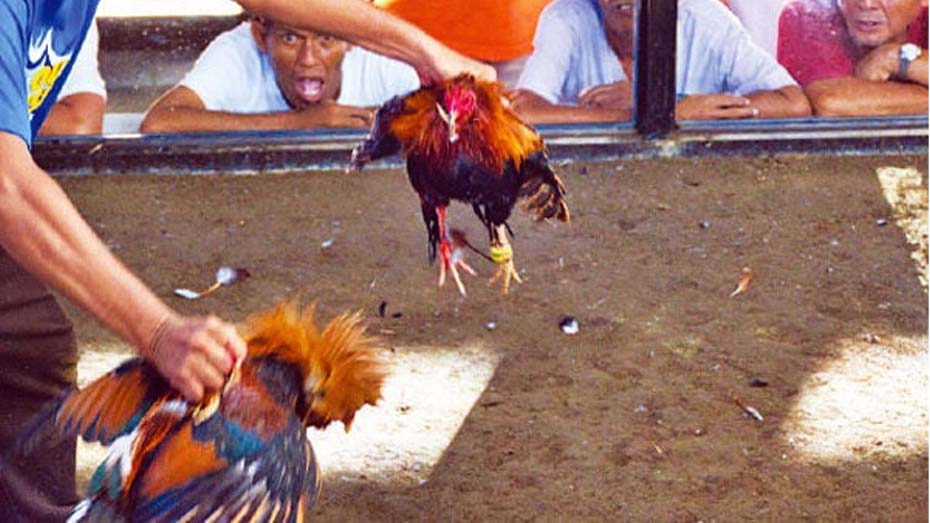 What is Cockfighting?